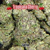Tropicana Cherry