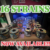 Gas Gang Live Rosin — 1g