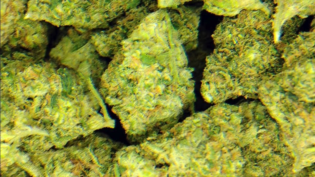 Top-shelf hemp flower at DTS Hemp