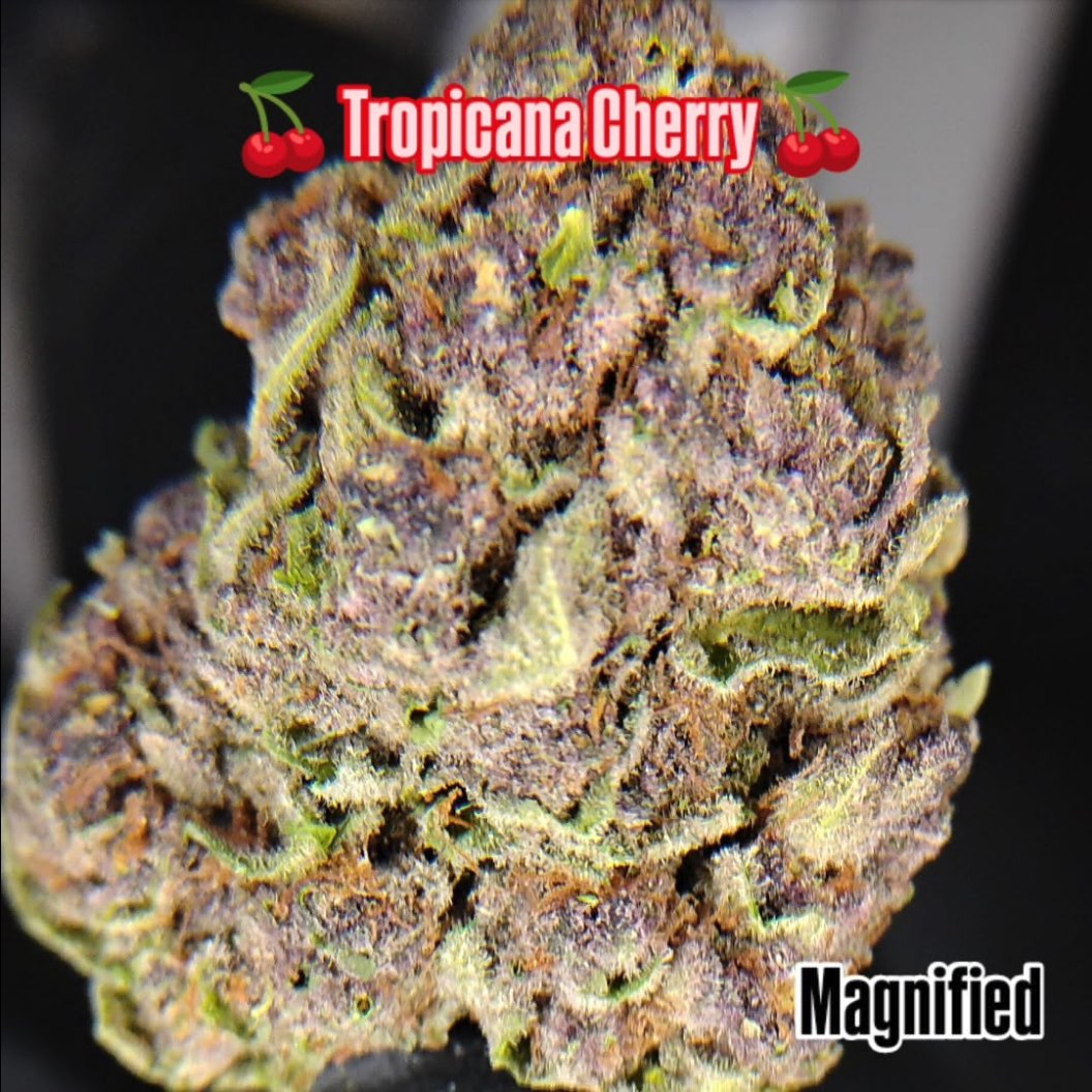 Tropicana Cherry